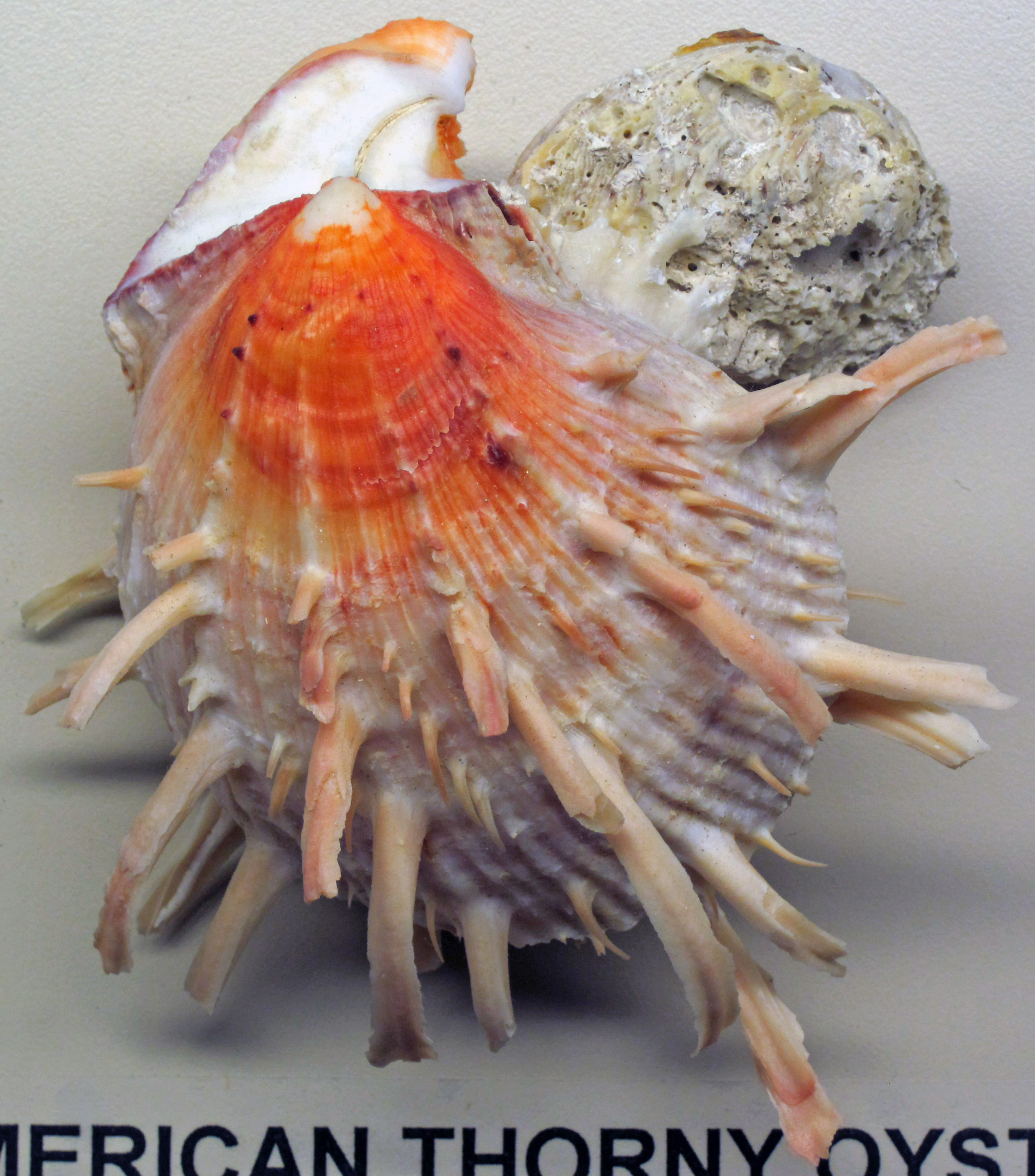 Spondylus americanus (American thorny oyster) 1.jpg. 