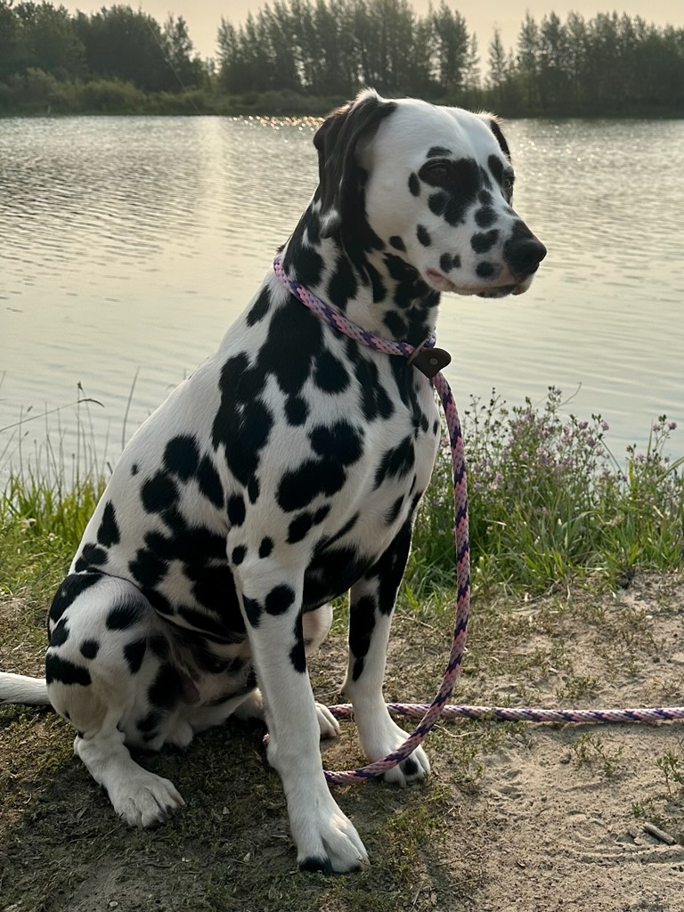 how large does a dalmatian get? 2