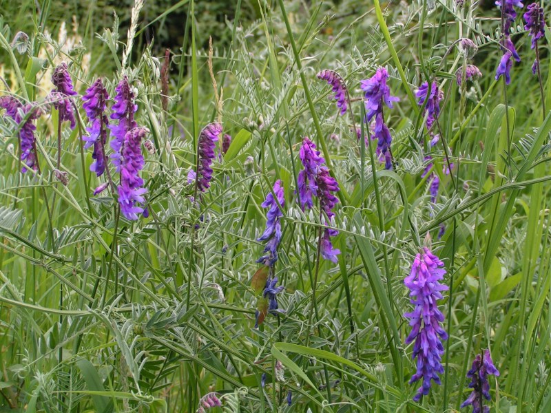 File:Tufted vetch 800.jpg