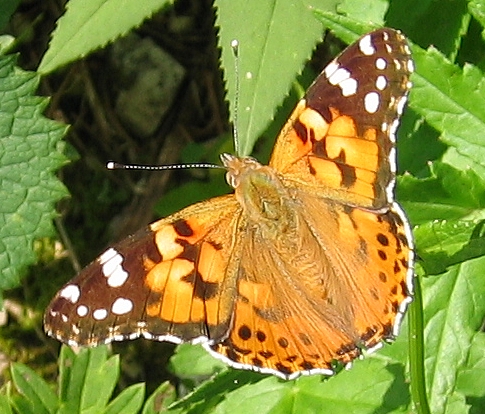 File:Vanessa cardui Austria.jpg