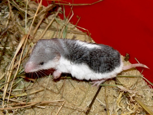 File:Пегий путорак (Diplomesodon pulchellum), Gescheckte Wüstenspitzmaus, Piebald Shrew, Московский зоопарк (Moscow zoo), 18.11.2008.jpg