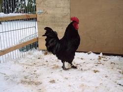 Estaires (chicken) Breed of chicken