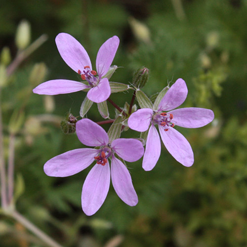 File:20100505 Erodium cicutarium.JPG