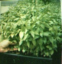 Basil grown from seed in an aeroponic system located inside a modern greenhouse was first achieved 1986.