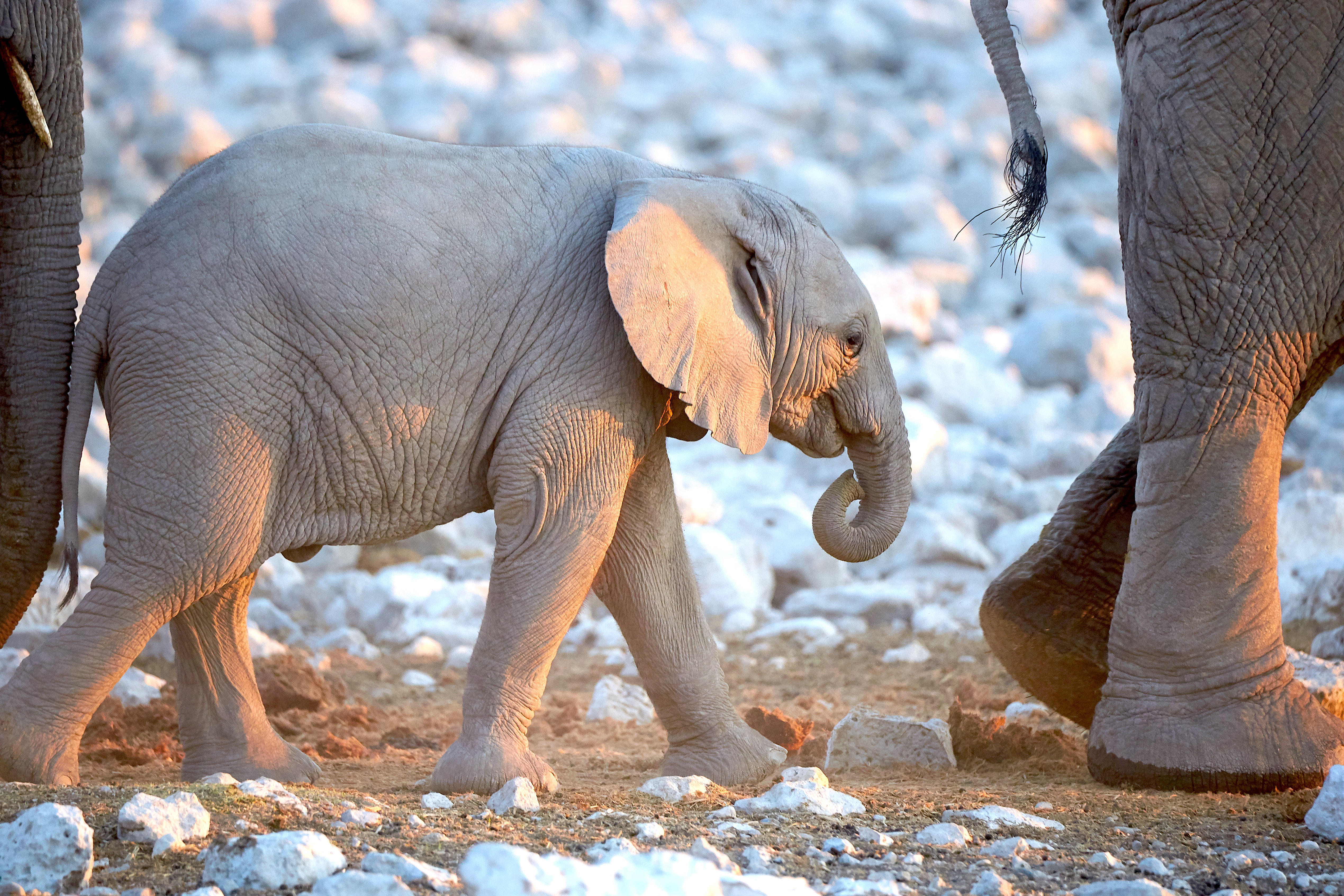 File:African Elephant Baby Walk3 2019-07-23.jpg - Wikipedia