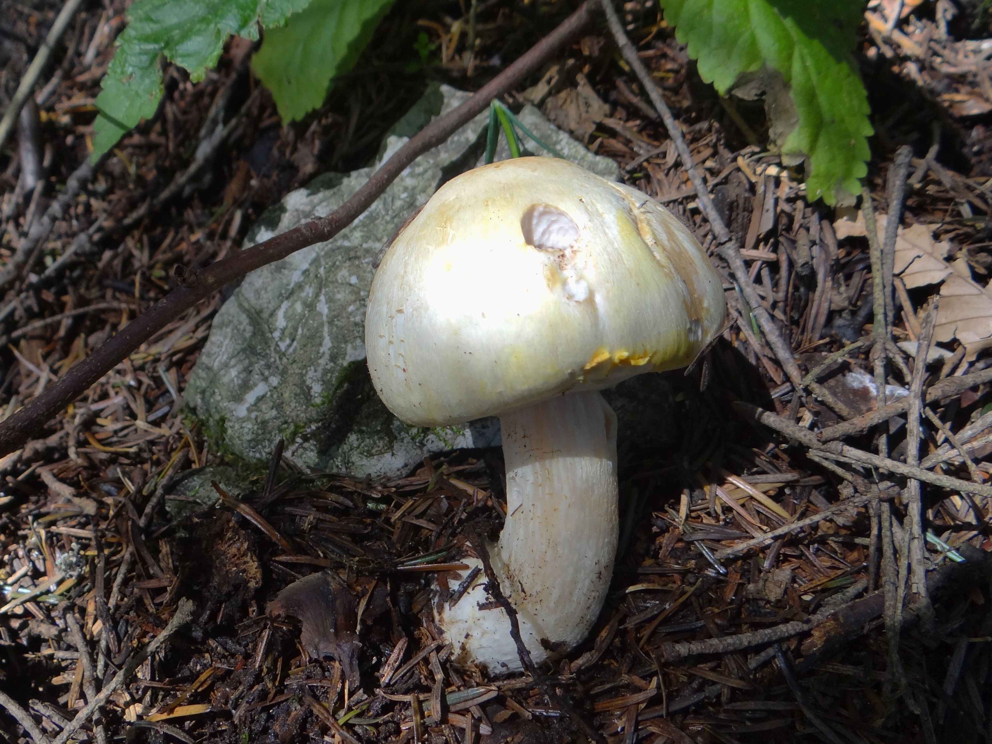 Шампиньон полевой Agaricus arvensis