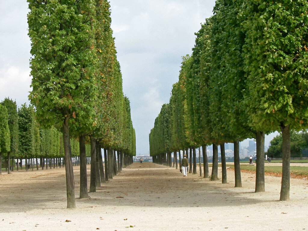 Деревья во франции