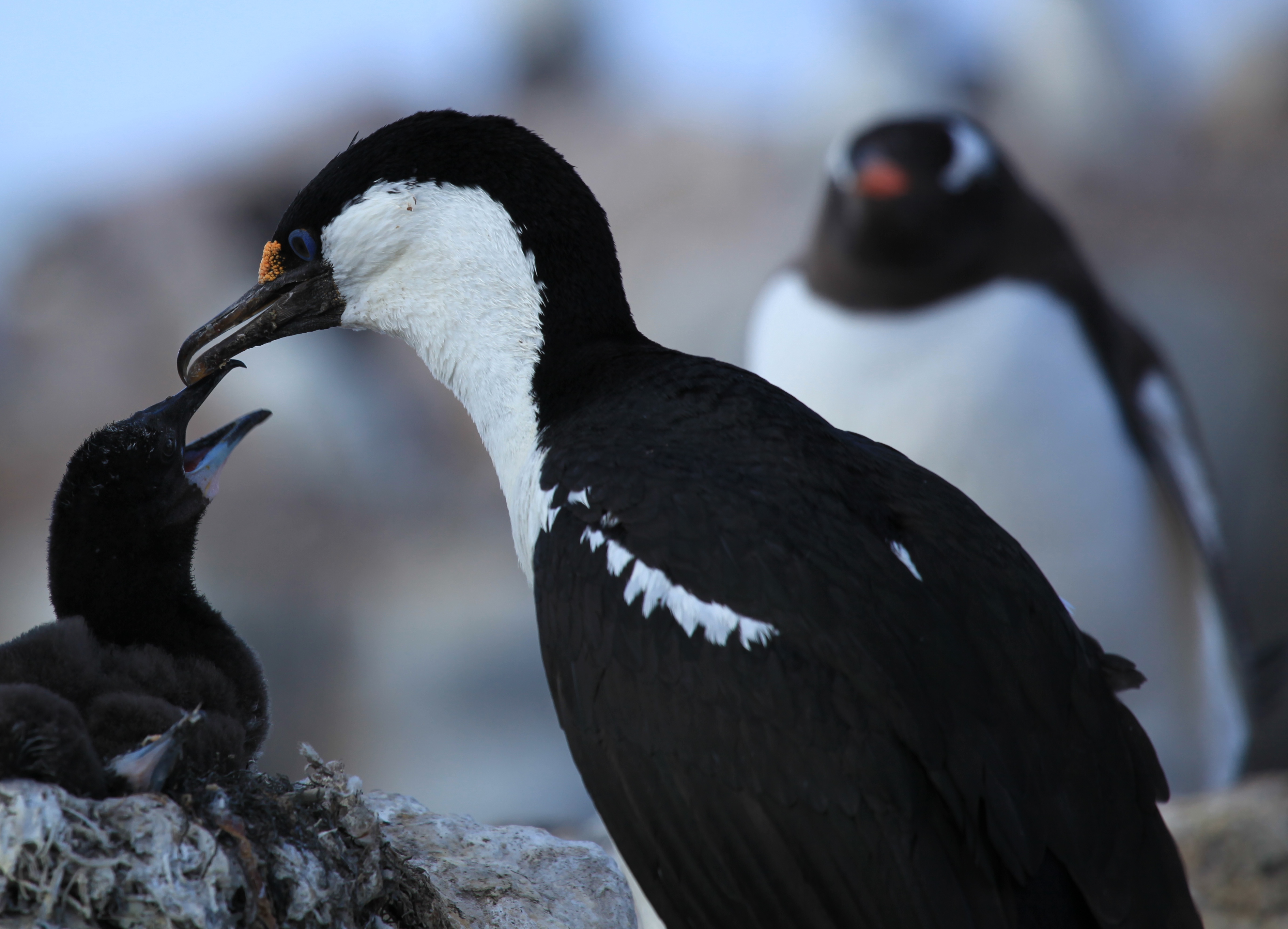 Antarctic Shag with chick at Jougla Point, Antarctica (6063129845).jpg