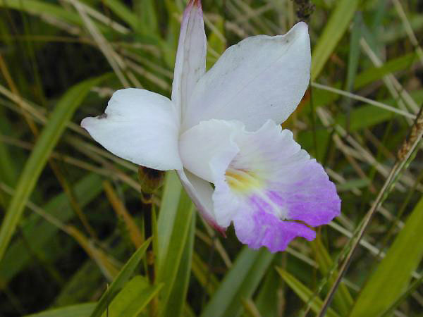 File:Arundina graminifolia USGS.jpg