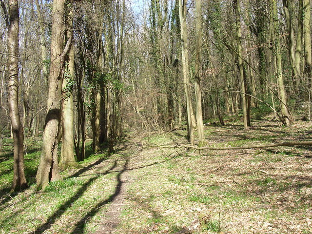 File:Beamond Wood - geograph.org.uk - 150547.jpg