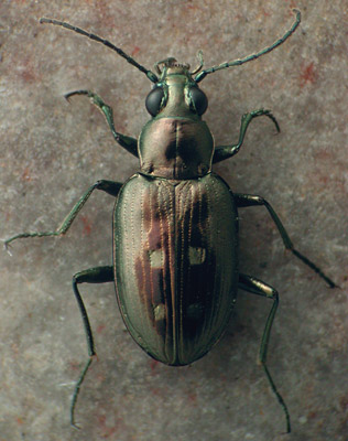 <i>Bembidion lorquinii</i> Species of beetle