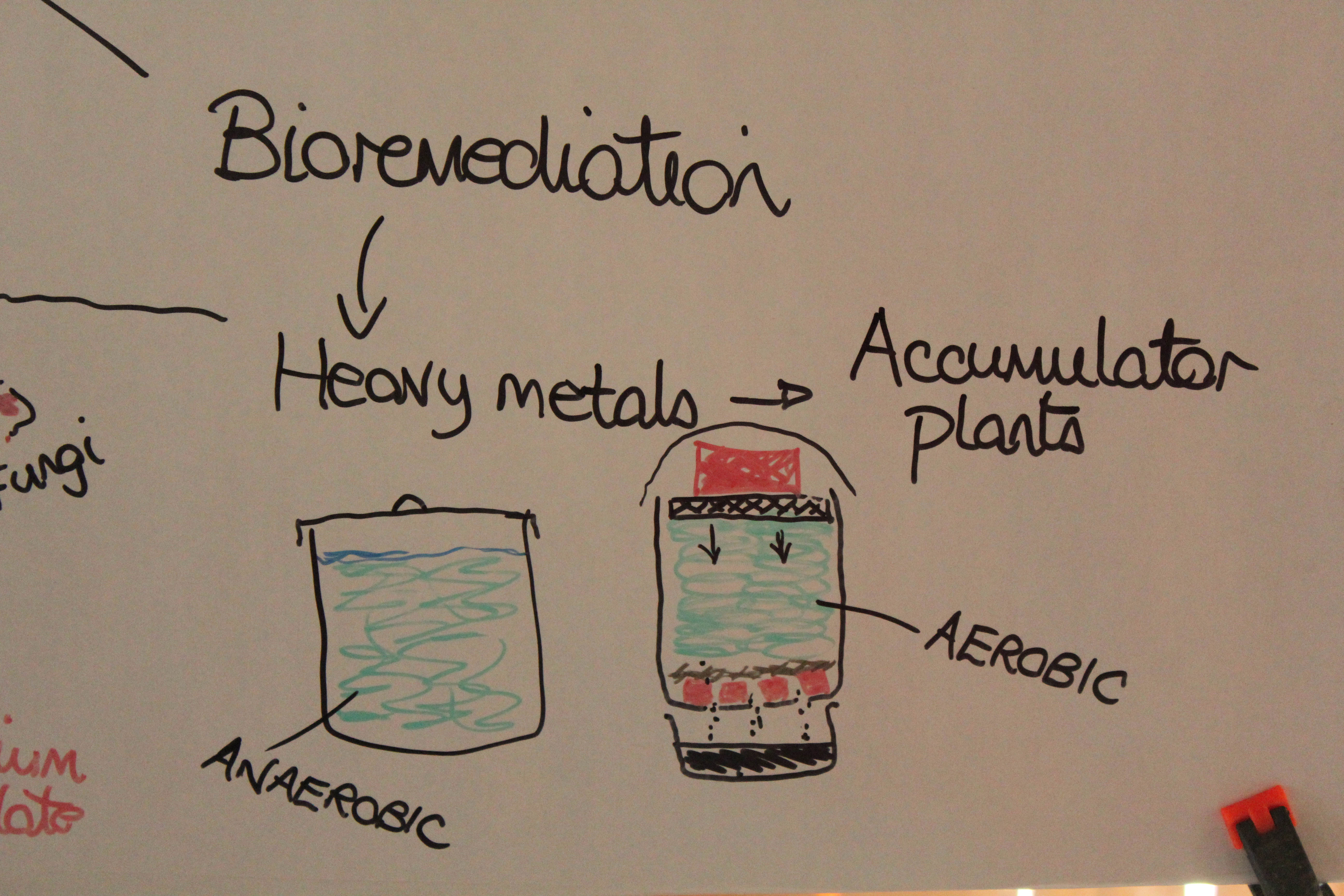 bioremediation