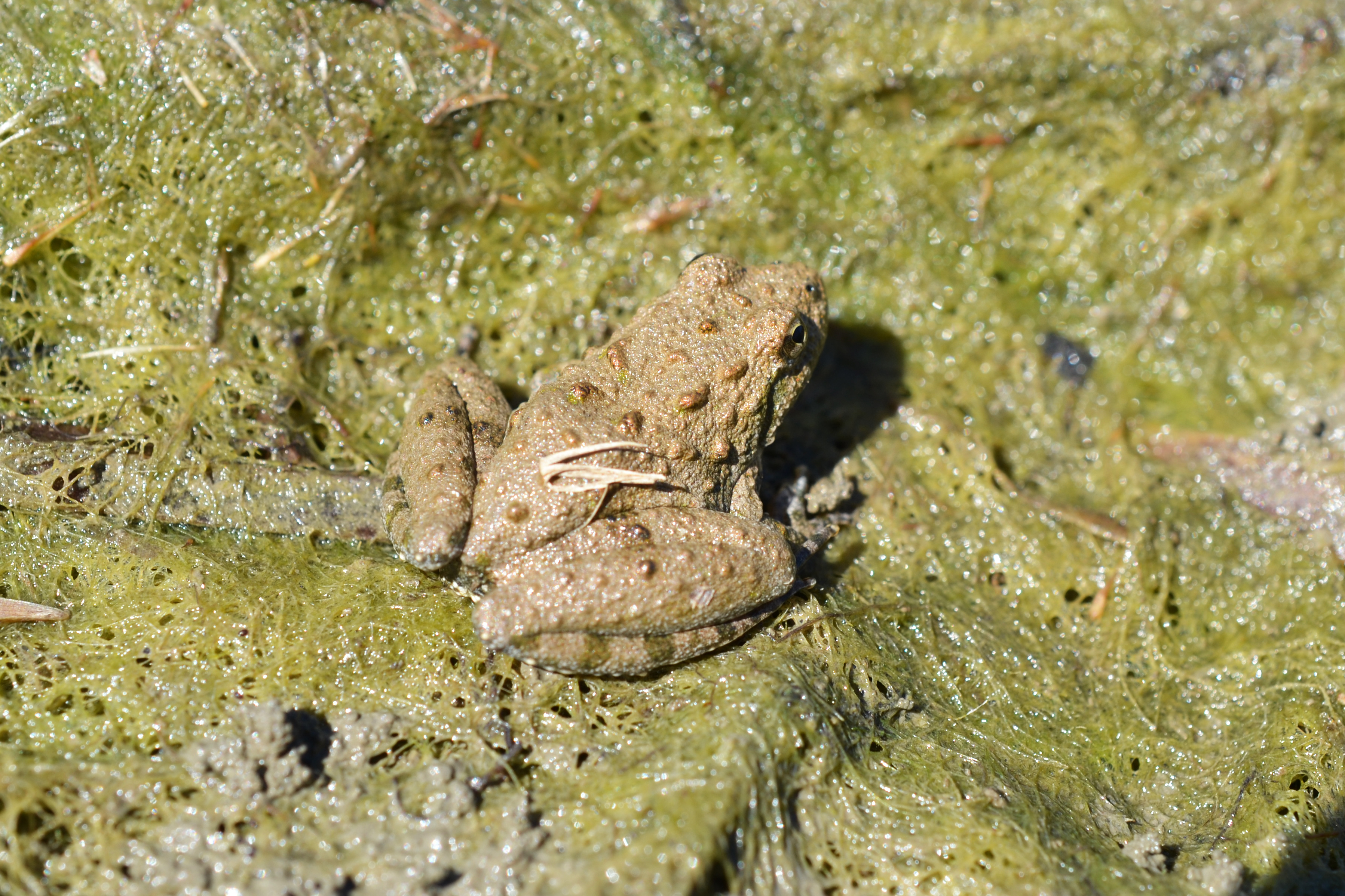 Blanchard’s cricket Frog (Acris crepitans blanchardi) (15362695972)