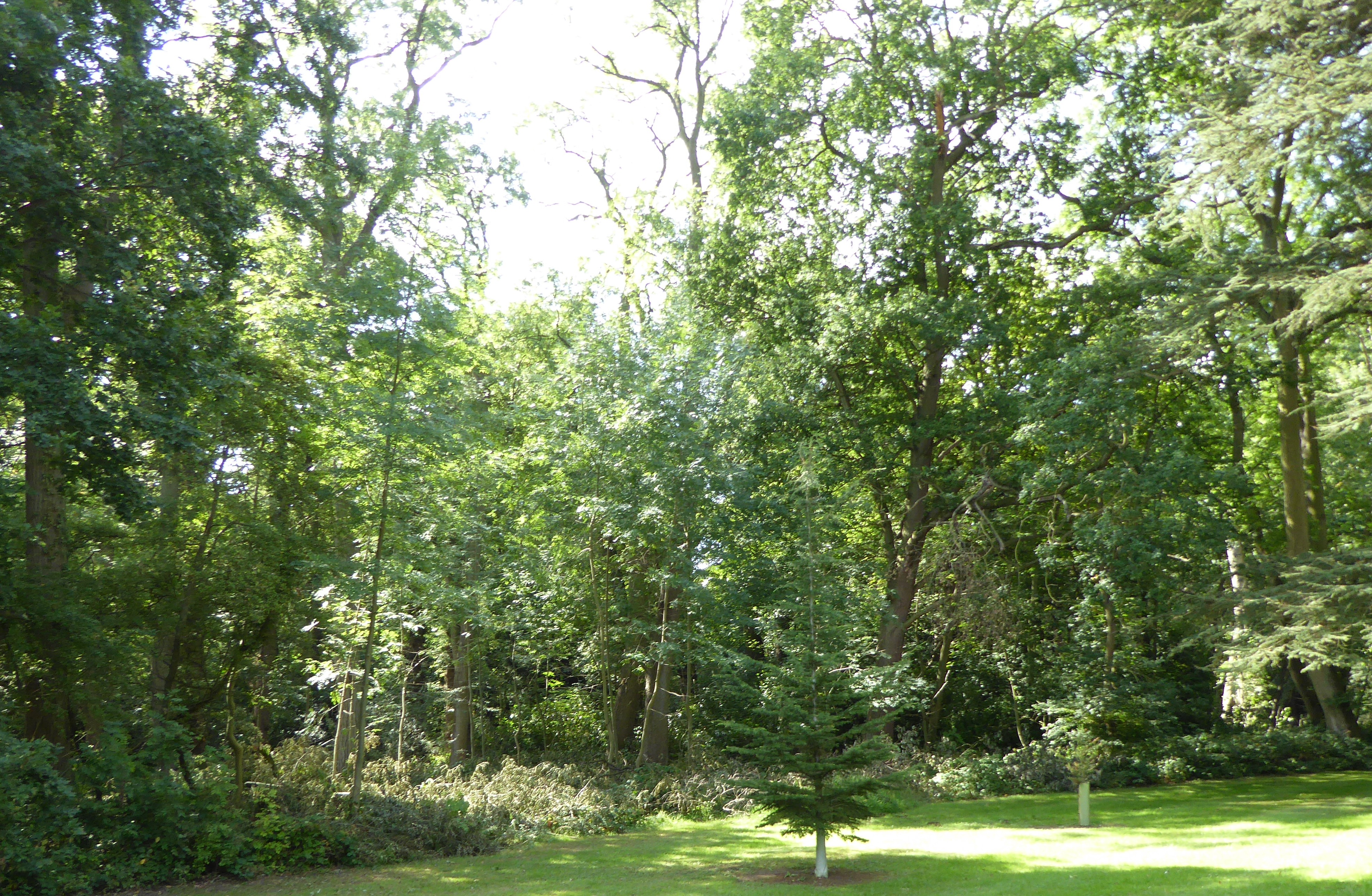 Briery Wood Heronry, Belvoir