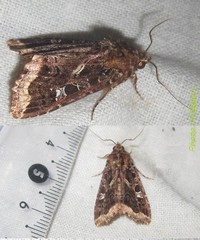 <i>Callopistria bernei</i> Species of moth