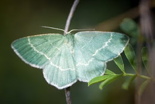 <i>Chlorissa cloraria</i> Species of moth