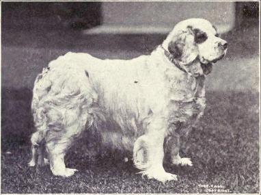 A Clumber Spaniel from 1915.