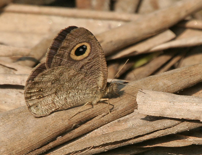 File:Common Five-ring (Ypthima baldus)- dry season form at Narendrapur W IMG 4174.jpg