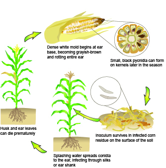 Cyklus choroby kukuřice Diplodia Crop Protection Network.jpg