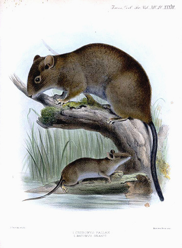The average adult size of a Luzon hairy-tailed rat is  (0' 9