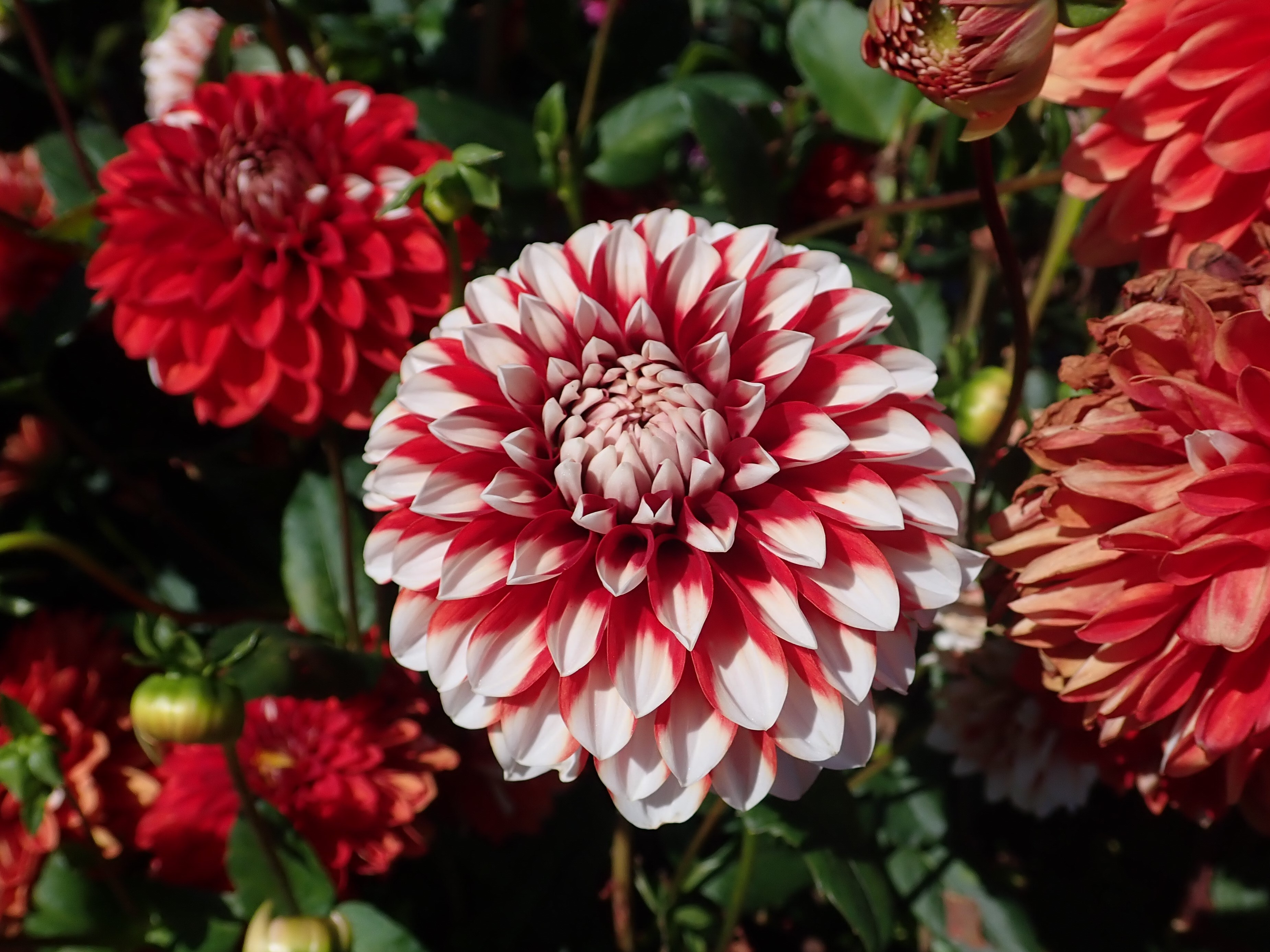 Dahlia Crimson