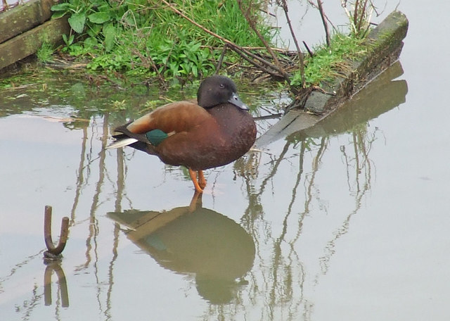 File:Duck - geograph.org.uk - 317580.jpg