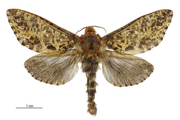 File:Dumbletonius charactifer male.jpg