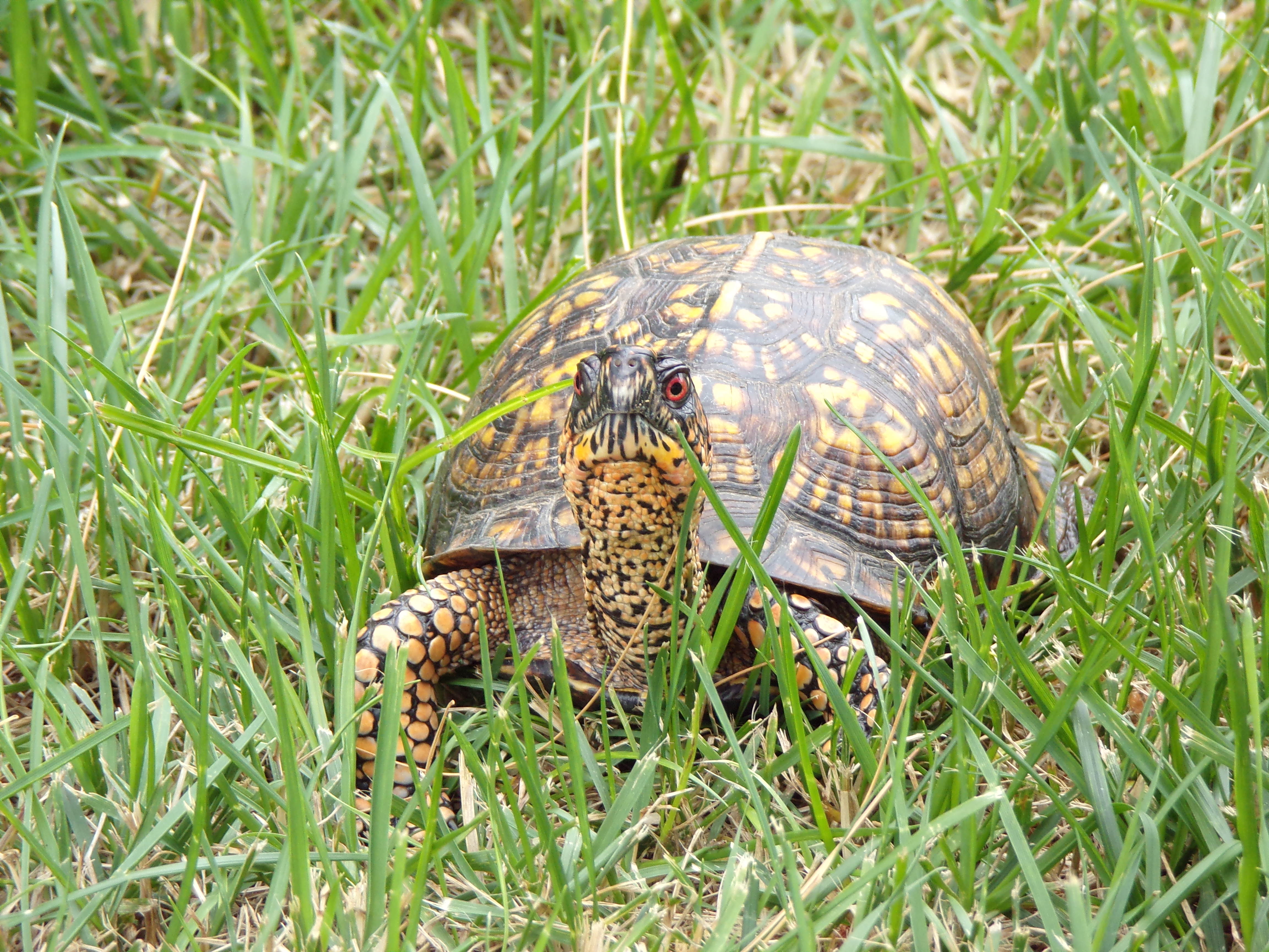 https://upload.wikimedia.org/wikipedia/commons/6/69/Eastern_box_turtle_in_the_grass.jpg