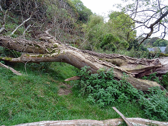 File:Fallen tree at Bronclydwr - geograph.org.uk - 4708349.jpg