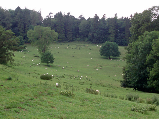 File:Field of sheep - geograph.org.uk - 193646.jpg