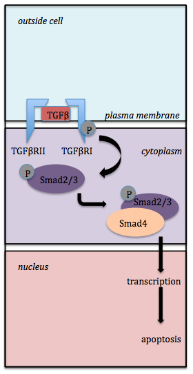 Figure1. TGFβ Signaling Pathway