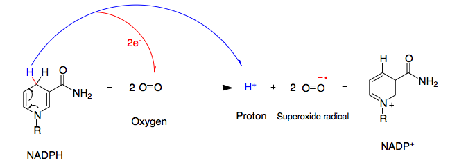 Figure 1. Overall reaction for the formation of superoxide from NADPH.png