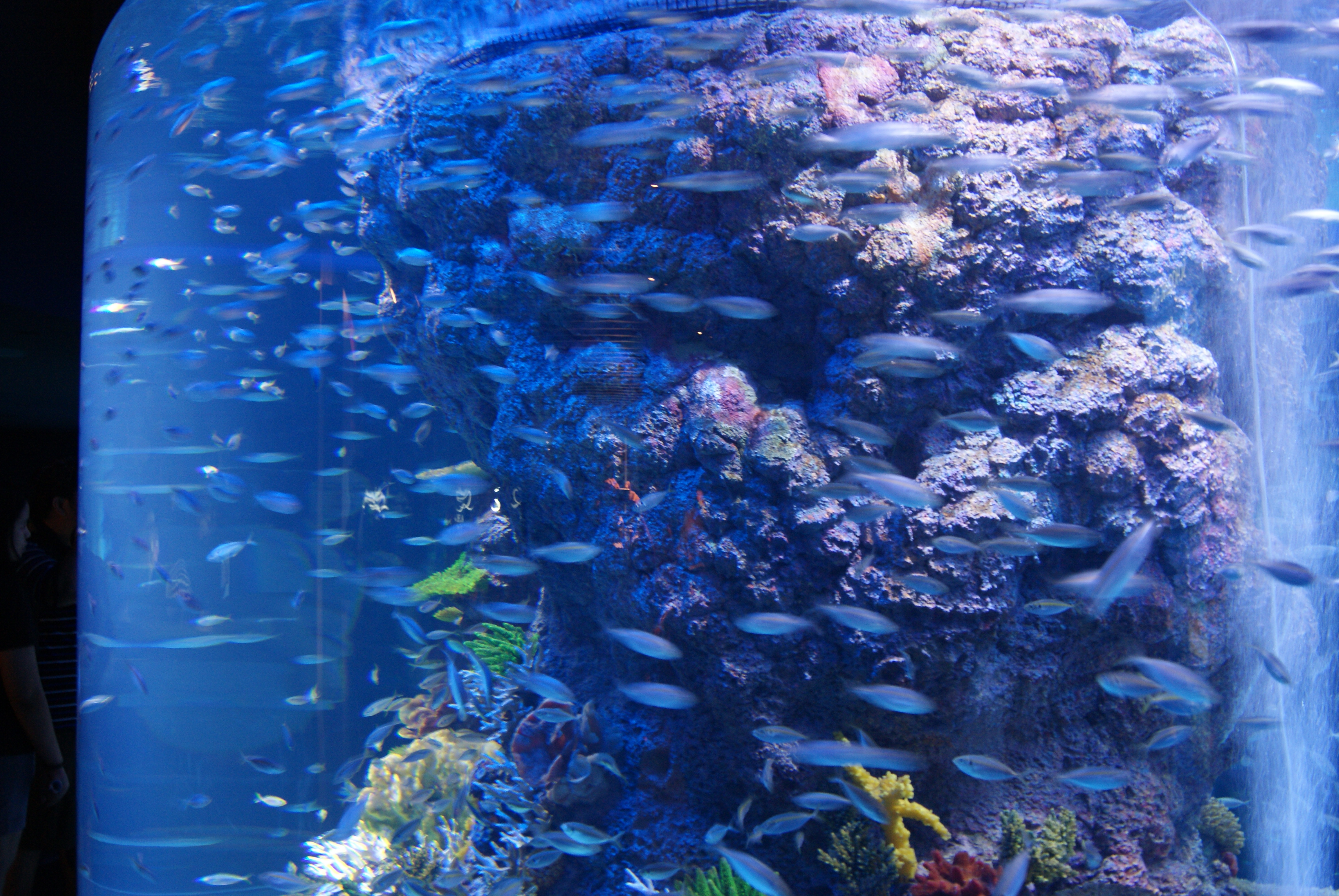 Marine aquarium. Marine Life Park, Сингапур. Морской аквариум. Морские рыбки для аквариума. Высокий аквариум.