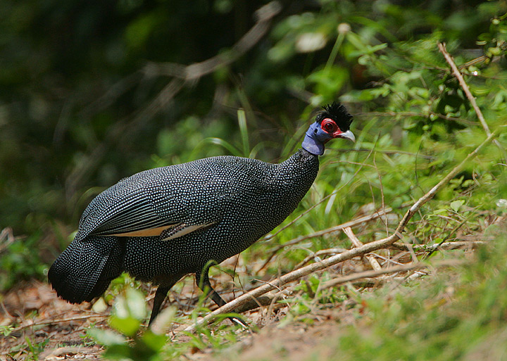 Eastern Crested Guineafowl - eBird