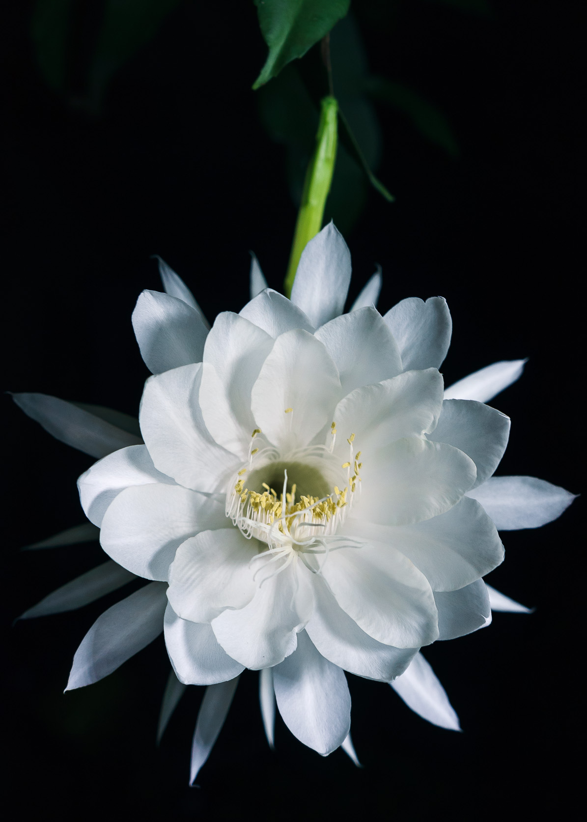 File:Flor Dama de la noche.jpg - Wikimedia Commons