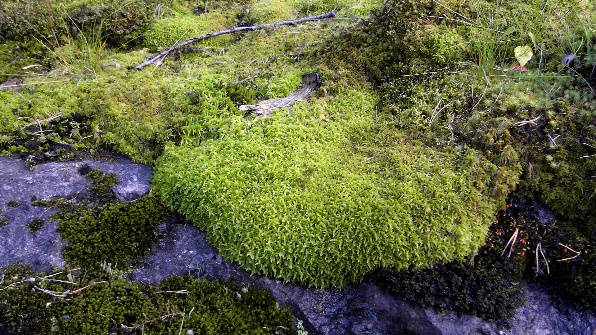 Мох 2. Bryophyta. Мор патология 2 мох на доме.