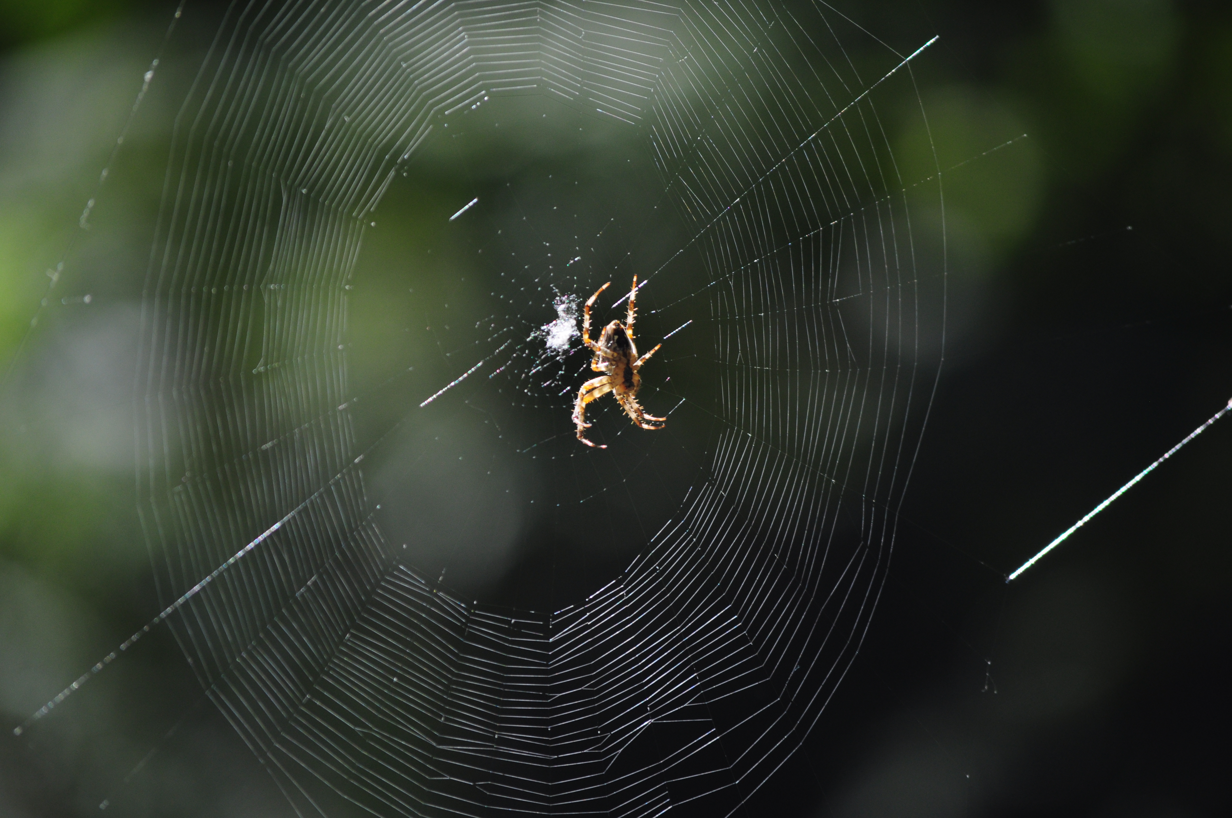 Паук 2 х. Орегонский паук. Two Spiders colliding.