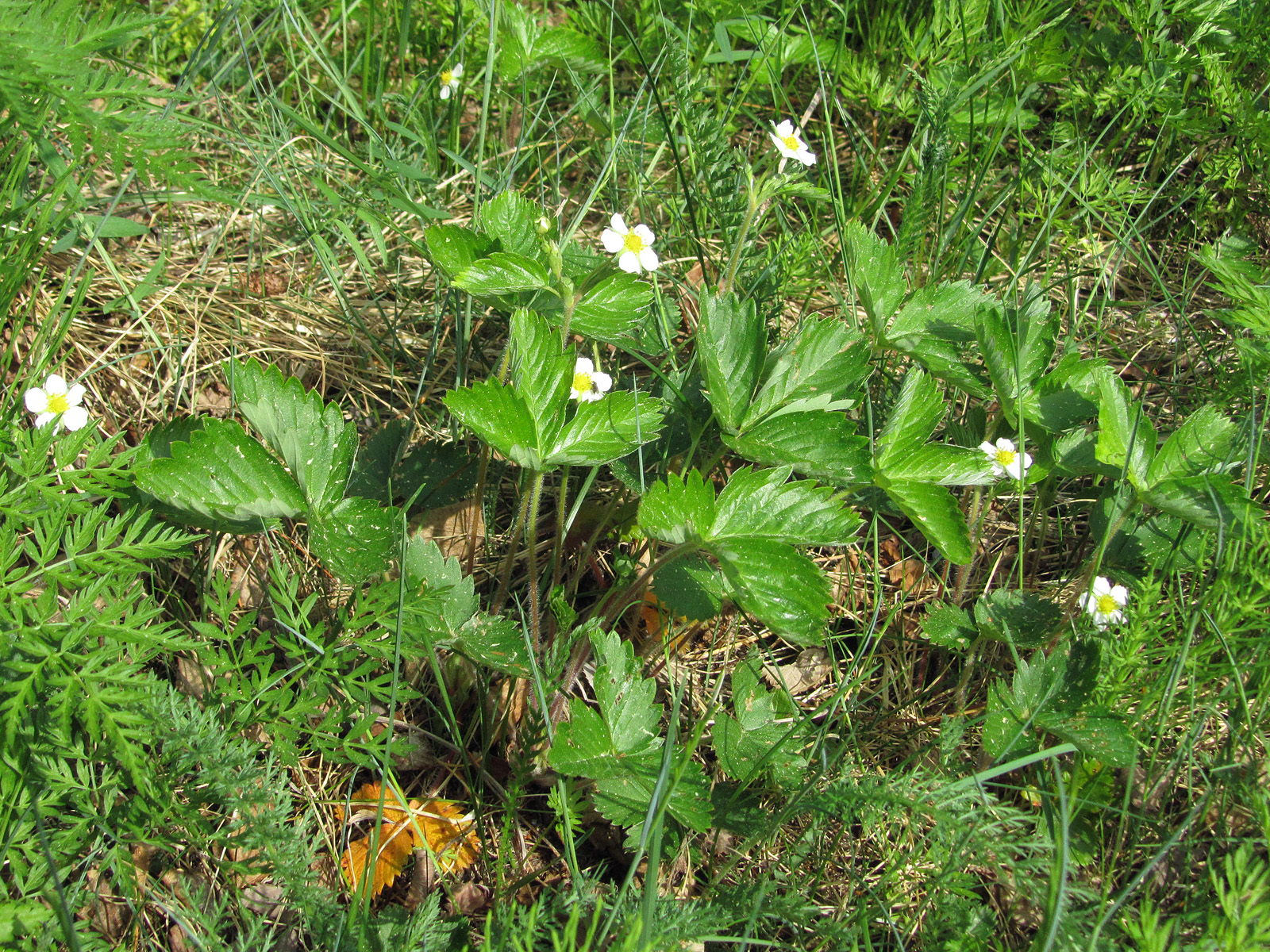 Fragaria vesca Simo, Finland 03.06.2013.jpg