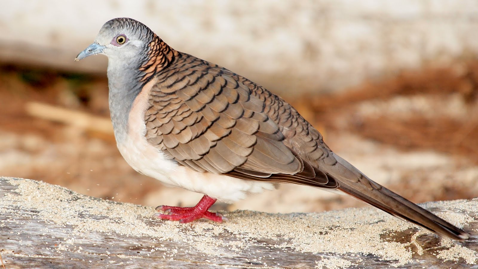 https://upload.wikimedia.org/wikipedia/commons/6/69/Geopelia_humeralis_-Green_Island_National_Park%2C_Queensland%2C_Australia-8a.jpg