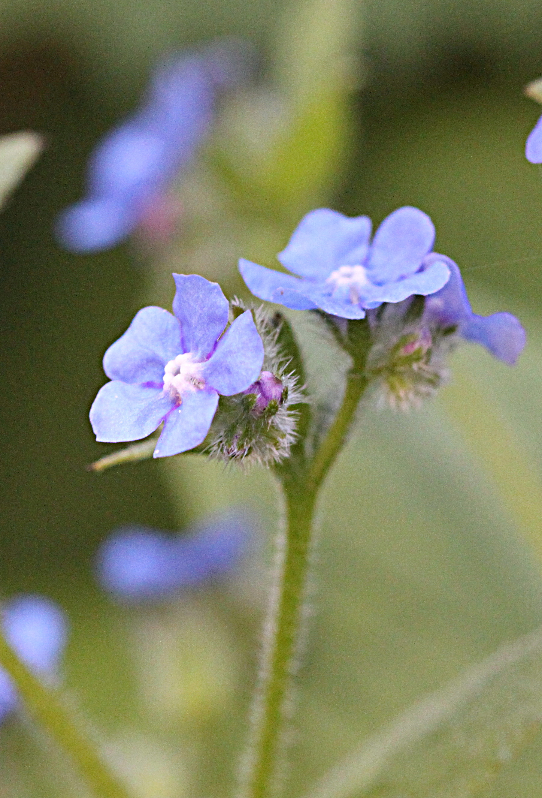 Green Alkanet (Pentaglottis sempervirens) (4644119023).jpg