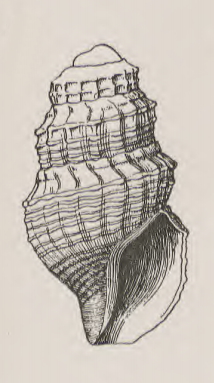 <i>Gymnobela vicella</i> Species of gastropod