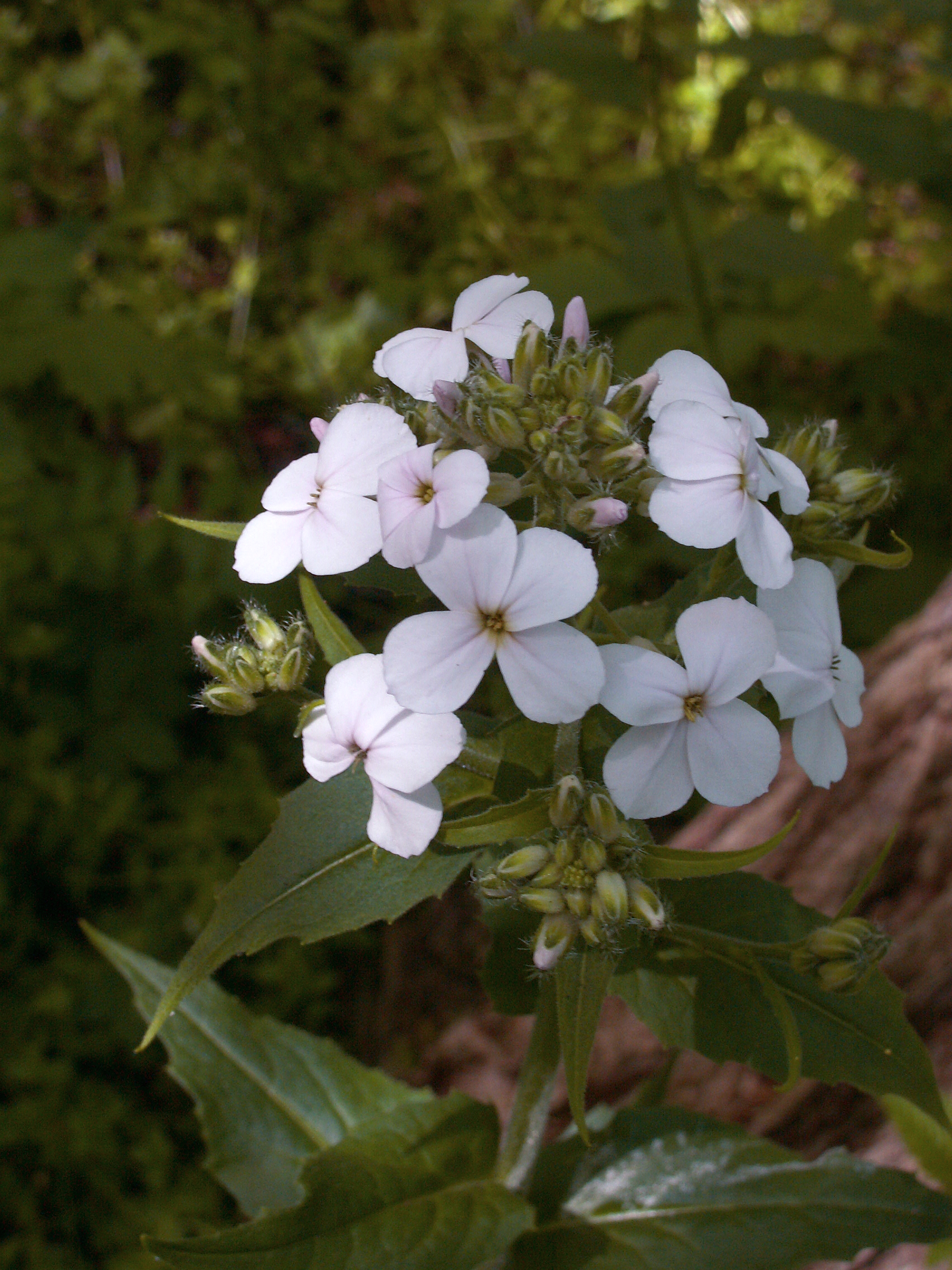 Hesperis matronalis