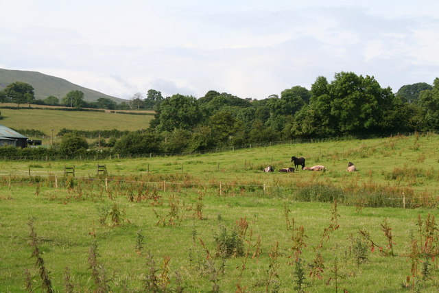 Horses on rough pasture - geograph.org.uk - 494882