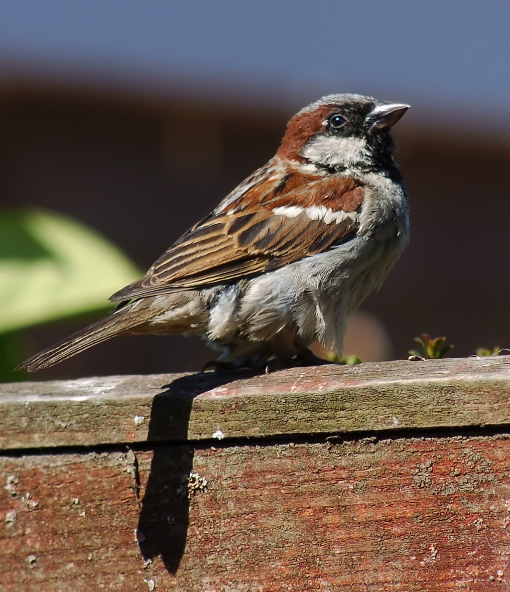 House sparrow - Wikipedia