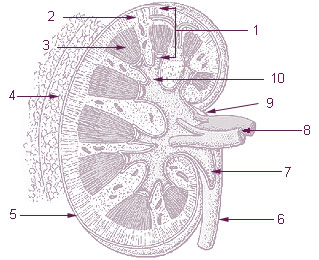 <span class="mw-page-title-main">Renal medulla</span> Innermost part of the kidney