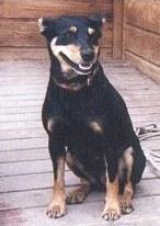 File:Kelpie australiano.jpg