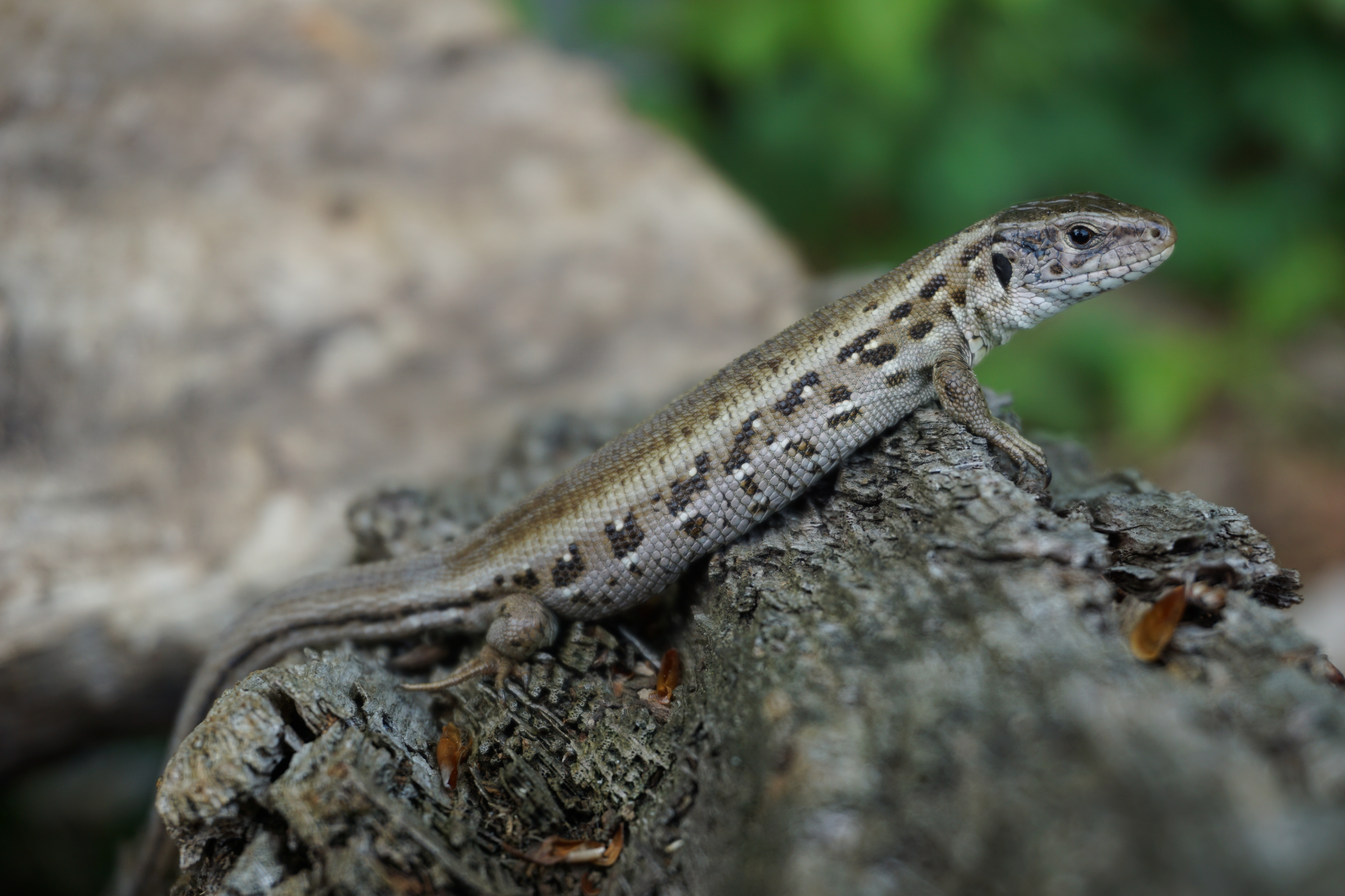 Серая ящерица 5. Прыткая ящерица Lacerta Agilis. Ящерица прыткая (Lacerta Agilis Linnaeus). Ящерица прыткая (лат. Lacerta Agilis). Прыткая ящерица ХМАО.