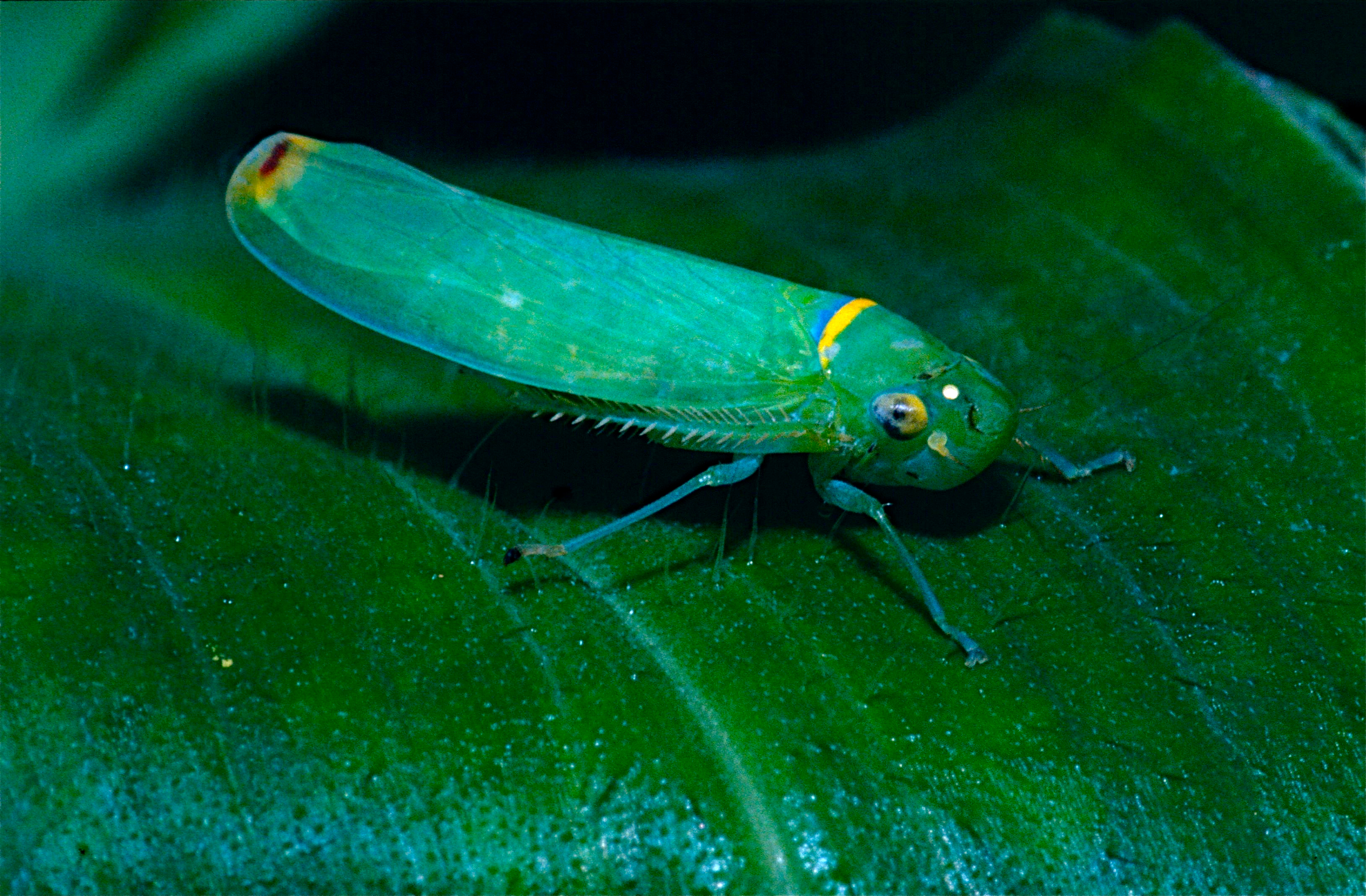 Leafhopper (Cicadellidae) (14096829374).jpg