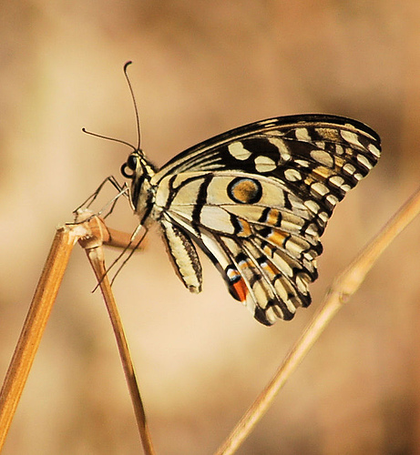 Lime Butterfly.jpg