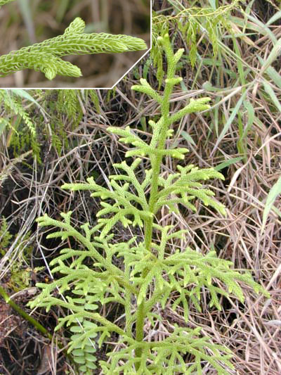 File:Lycopodium plant.jpg